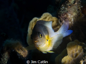 Bicolour damsel fish shot with remote strobe by Jim Catlin 